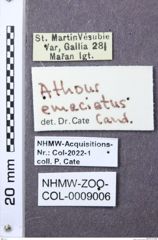 Etiketten zu Athous emaciatus (NHMW-ZOO-COL-0009006)